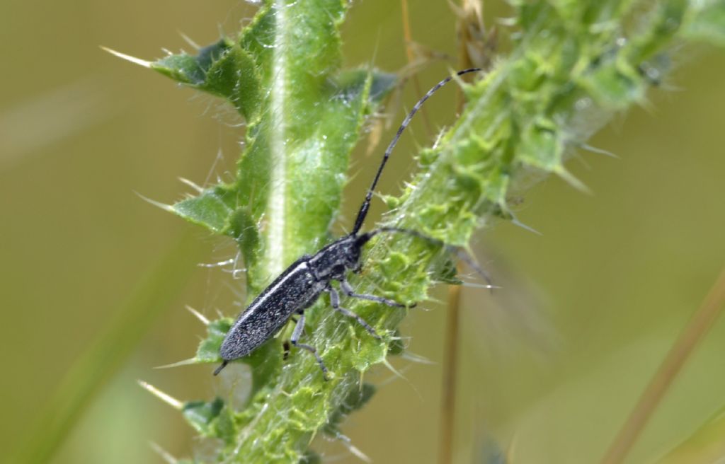 Agapanthia cardui, Cerambycidae